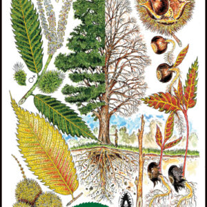 Poster - American Chestnut