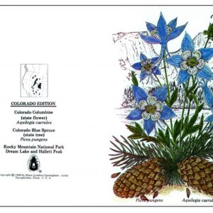 Notecards - Columbine & Blue Spruce