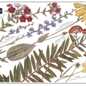 Notecards - Wildflowers of Texas