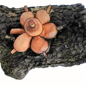Wood boxes - Dogwood Berries Log Box