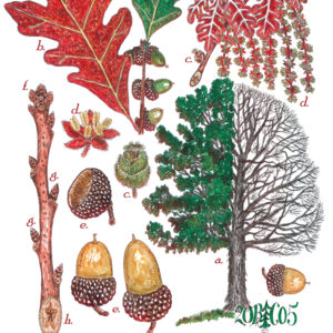 Tree Print- Quercus alba - White Oak