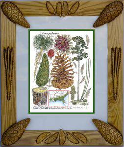 PinusPalustrisFRame