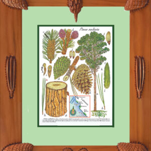 Framed Prints – Monterey Pine
