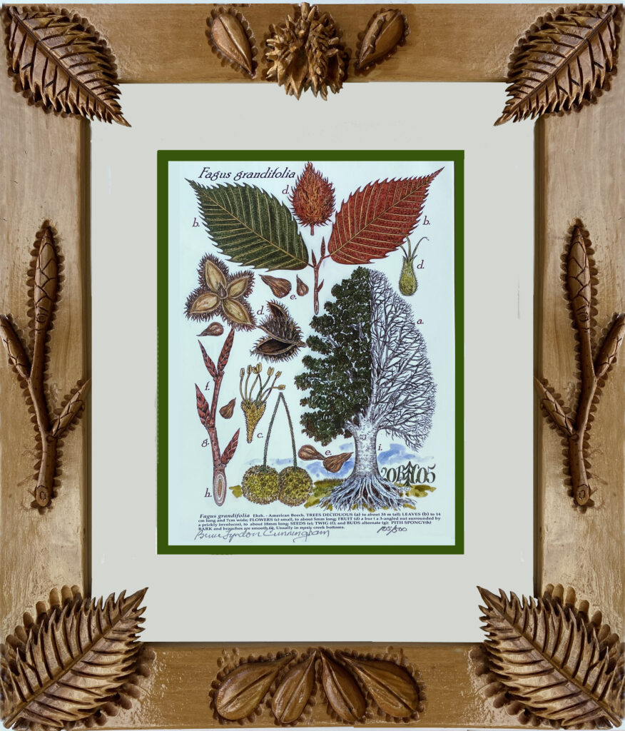 Framed Print – American Beech - Forester Artist of Nacogdoches