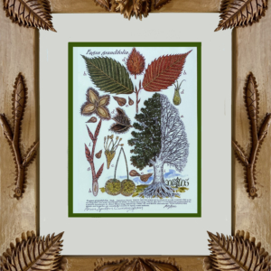 Framed Print – American Beech – Fagus grandiflolia