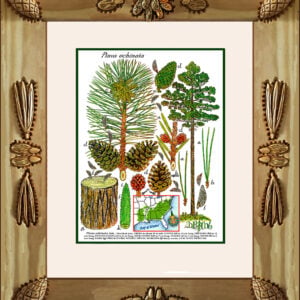 Framed Prints – Shortleaf Pine
