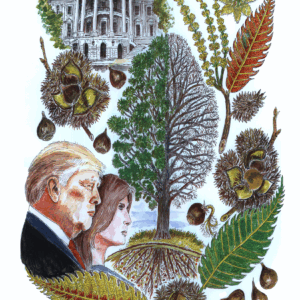 President Trump’s American Chestnut (Castanea dentata) – 11″ x 17″ Signed Print